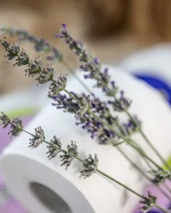 Toalettpapper-Renova Skin Care Lavender 12R Toalettpapper