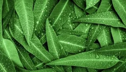 Karottunderlägg-SKÄRBRÄDA I GLAS 52X30 BLAD