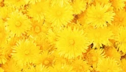 Karottunderlägg-SKÄRBRÄDA I GLAS 52x30 BLOMMOR