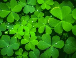 Karottunderlägg-SKÄRBRÄDA I GLAS 52x40 GRÖN