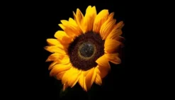 Karottunderlägg-SKÄRBRÄDA I GLASPLATTA 52x30 BLOMMA