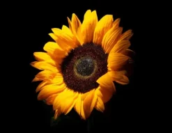 Karottunderlägg-SKÄRBRÄDA I GLASPLATTA 52x40 BLOMMA