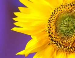 SKÄRBRÄDA I GLASPLATTA 52x40 BLOMMA