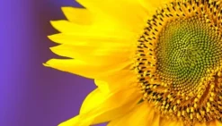 Karottunderlägg-SKÄRBRÄDA I GLASPLATTA 52x30 BLOMMA