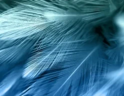 Skopor-SKÄRBRÄDA I GLASPLATTA 52x40 FJÄDRAR